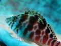   coral hawkfish perched barrel sponge Seraya beach Tulamben Bali. Bali  